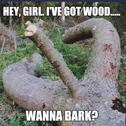 I've really got wood! | HEY, GIRL. I'VE GOT WOOD..... WANNA BARK? | image tagged in wood,memes,original meme,meme,funny meme,woody | made w/ Imgflip meme maker