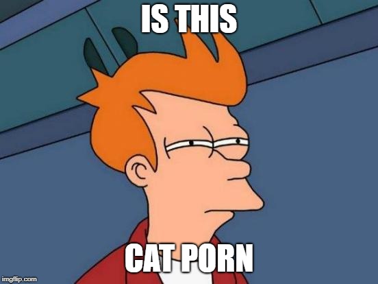 Futurama Fry Meme | IS THIS CAT PORN | image tagged in memes,futurama fry | made w/ Imgflip meme maker