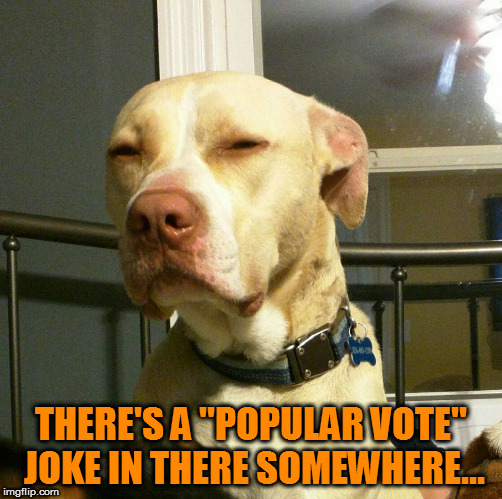 Suspicious Dog | THERE'S A "POPULAR VOTE" JOKE IN THERE SOMEWHERE... | image tagged in suspicious dog | made w/ Imgflip meme maker