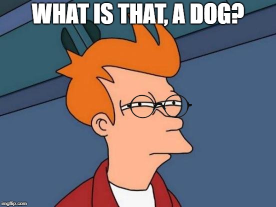 Futurama Fry Meme | WHAT IS THAT, A DOG? | image tagged in memes,futurama fry | made w/ Imgflip meme maker