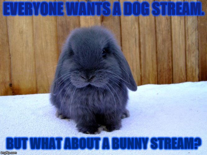 bunny stream | EVERYONE WANTS A DOG STREAM. BUT WHAT ABOUT A BUNNY STREAM? | image tagged in bunnies,memes,cute | made w/ Imgflip meme maker