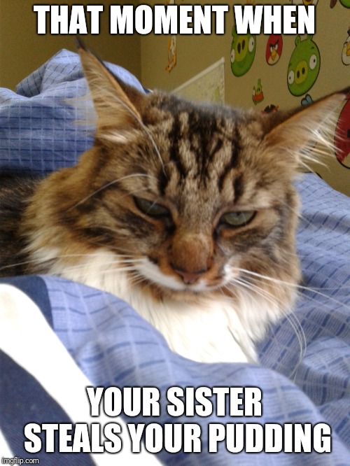 Homemade grumpy cat | THAT MOMENT WHEN; YOUR SISTER STEALS YOUR PUDDING | image tagged in cute,cats | made w/ Imgflip meme maker