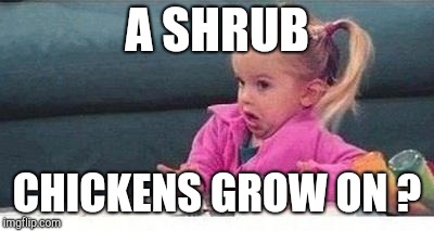 Shrugging kid | A SHRUB CHICKENS GROW ON ? | image tagged in shrugging kid | made w/ Imgflip meme maker