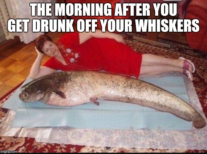 THE MORNING AFTER YOU GET DRUNK OFF YOUR WHISKERS | made w/ Imgflip meme maker