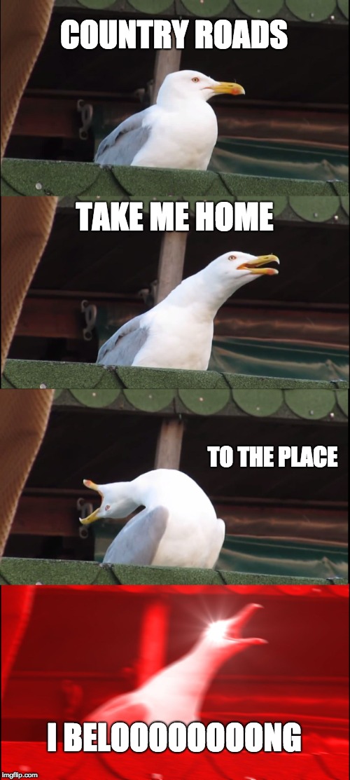 Inhaling Seagull | COUNTRY ROADS; TAKE ME HOME; TO THE PLACE; I BELOOOOOOOONG | image tagged in memes,inhaling seagull | made w/ Imgflip meme maker