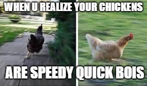 running chicken | WHEN U REALIZE YOUR CHICKENS; ARE SPEEDY QUICK BOIS | image tagged in running chicken | made w/ Imgflip meme maker