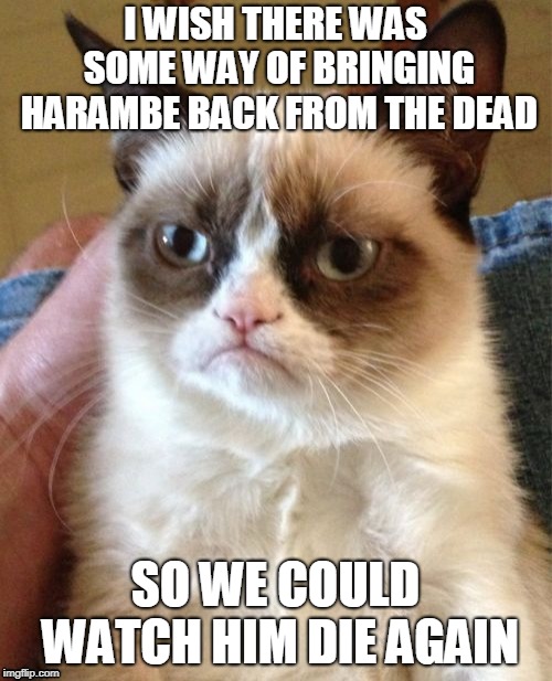 Grumpy Cat Meme | I WISH THERE WAS SOME WAY OF BRINGING HARAMBE BACK FROM THE DEAD SO WE COULD WATCH HIM DIE AGAIN | image tagged in memes,grumpy cat | made w/ Imgflip meme maker