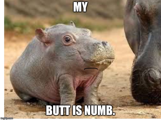 A day in the life of a hippo. | MY; BUTT IS NUMB. | image tagged in hippo | made w/ Imgflip meme maker