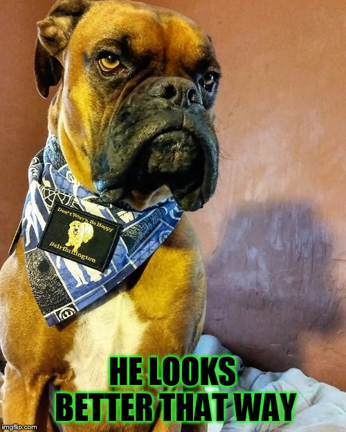 Grumpy Dog | HE LOOKS BETTER THAT WAY | image tagged in grumpy dog | made w/ Imgflip meme maker
