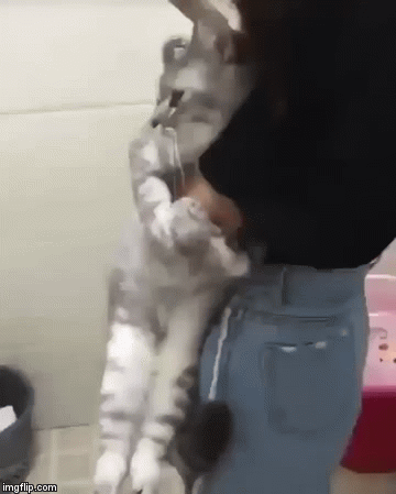 Nooooo leave me. I'm not going with you.  | image tagged in gifs,cats,cat,i love cats,craziness_all_the_way,google images | made w/ Imgflip video-to-gif maker