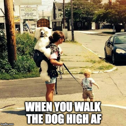 WHEN YOU WALK THE DOG HIGH AF | image tagged in leash child dog backstrap | made w/ Imgflip meme maker