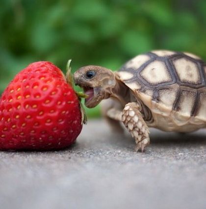 Turtle eating strawberry Blank Meme Template