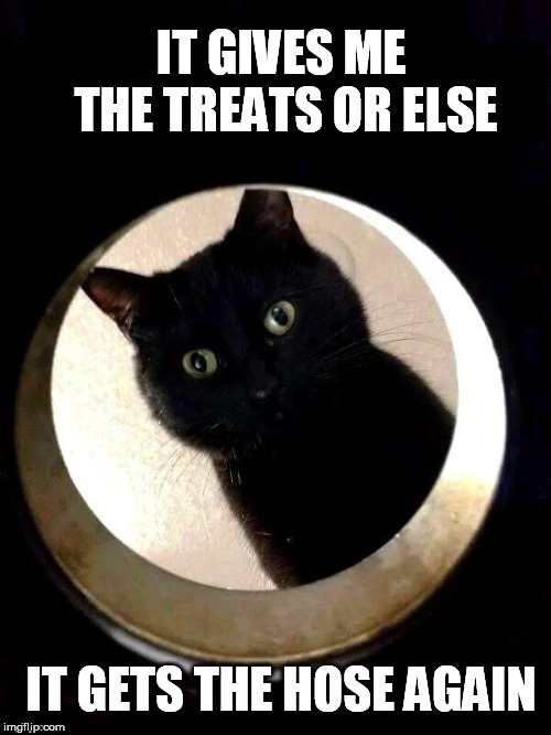 Treats | IT GIVES ME THE TREATS OR ELSE; IT GETS THE HOSE AGAIN | image tagged in cat memes,buffalo bill,silence of the lambs,treats | made w/ Imgflip meme maker