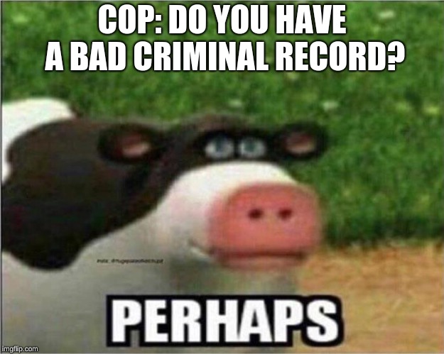 Perhaps Cow | COP: DO YOU HAVE A BAD CRIMINAL RECORD? | image tagged in perhaps cow | made w/ Imgflip meme maker