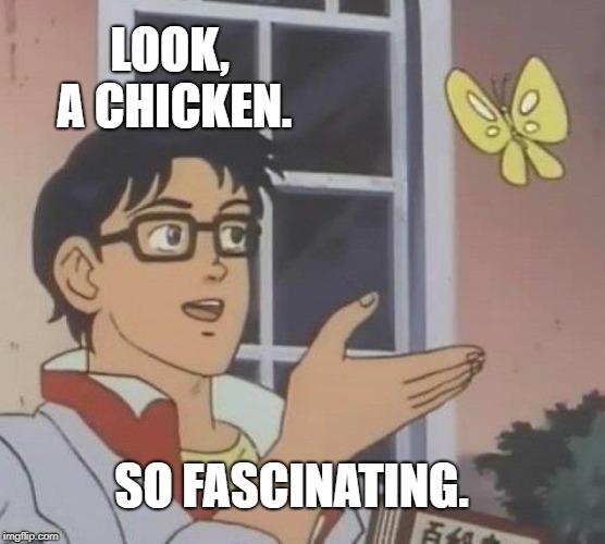 Look, a chicken. | LOOK, A CHICKEN. SO FASCINATING. | image tagged in memes,is this a pigeon | made w/ Imgflip meme maker