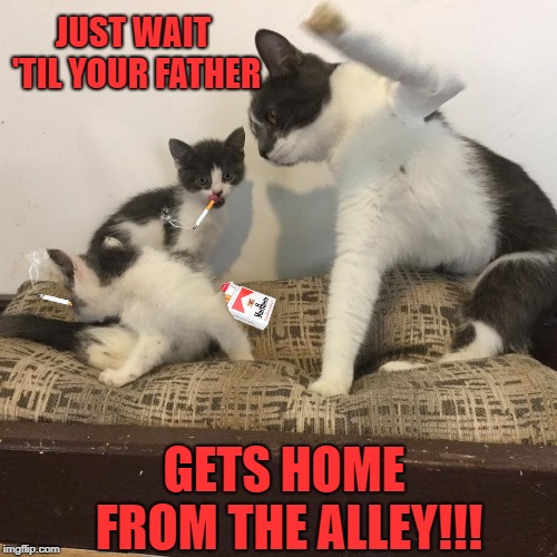 Bad kittens | JUST WAIT 'TIL YOUR FATHER; GETS HOME FROM THE ALLEY!!! | image tagged in funny memes,cat,kittens,smoking,cigarettes | made w/ Imgflip meme maker