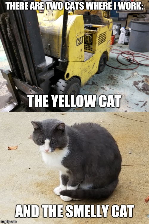 Meet Shop Kitty. He came as a stray and decided to stay. | THERE ARE TWO CATS WHERE I WORK:; THE YELLOW CAT; AND THE SMELLY CAT | image tagged in memes,cat,forklift,smelly,bad smell,stray | made w/ Imgflip meme maker