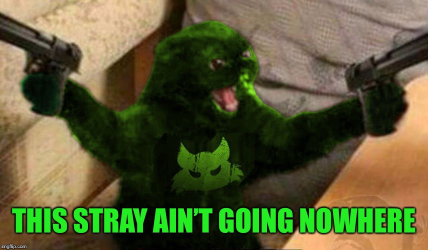 RayCat Angry | THIS STRAY AIN’T GOING NOWHERE | image tagged in raycat angry | made w/ Imgflip meme maker