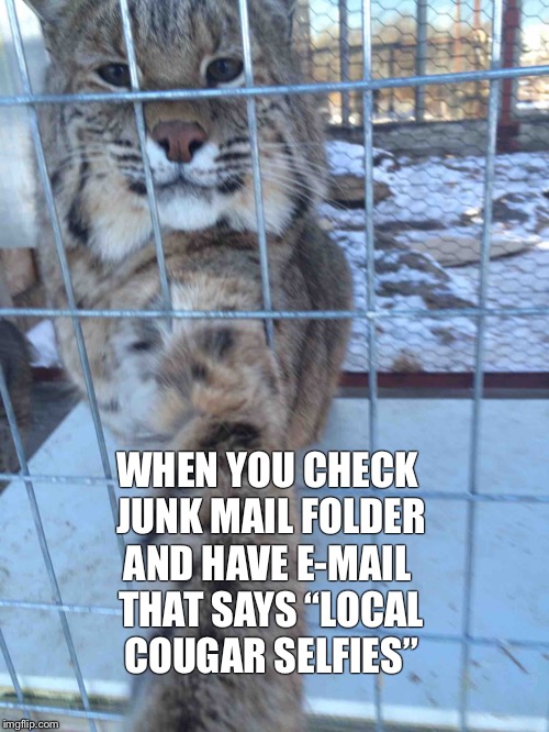 Cougar selfie | WHEN YOU CHECK JUNK MAIL FOLDER; AND HAVE E-MAIL THAT SAYS “LOCAL COUGAR SELFIES” | image tagged in cougar,selfie | made w/ Imgflip meme maker