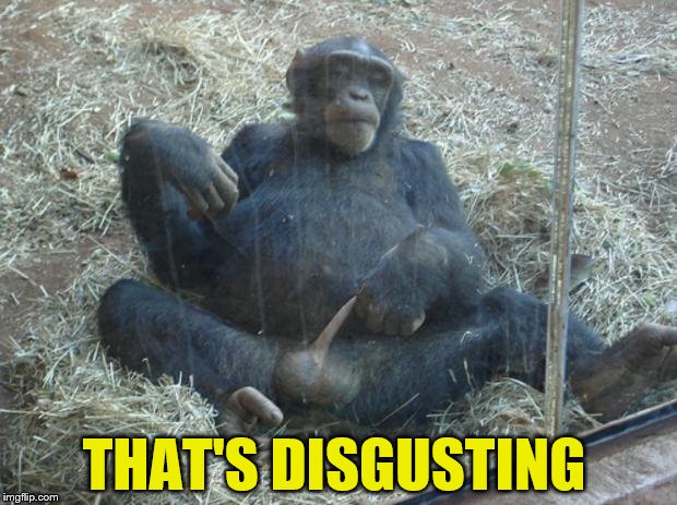 masturbating monkey | THAT'S DISGUSTING | image tagged in masturbating monkey | made w/ Imgflip meme maker