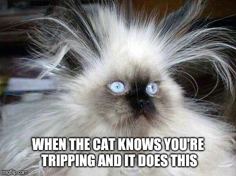 Crazy Hair Cat | WHEN THE CAT KNOWS YOU'RE TRIPPING AND IT DOES THIS | image tagged in crazy hair cat | made w/ Imgflip meme maker