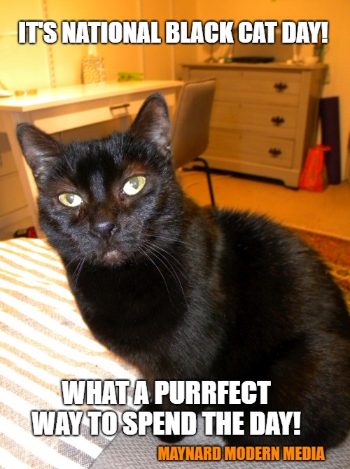 Fiona the black cat | IT'S NATIONAL BLACK CAT DAY! WHAT A PURRFECT WAY TO SPEND THE DAY! MAYNARD MODERN MEDIA | image tagged in cat,cats,black cat,animal,cute animals | made w/ Imgflip meme maker