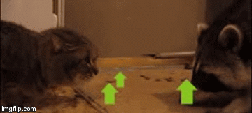 Squirrel and cat upvote gif | image tagged in gifs | made w/ Imgflip video-to-gif maker