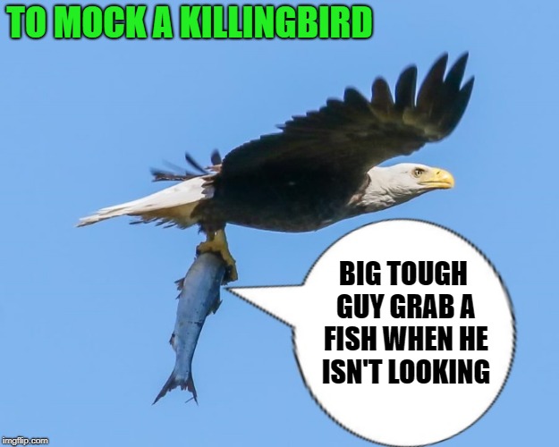 to mock a killingbird | TO MOCK A KILLINGBIRD; BIG TOUGH GUY GRAB A FISH WHEN HE ISN'T LOOKING | image tagged in eagle,fish | made w/ Imgflip meme maker