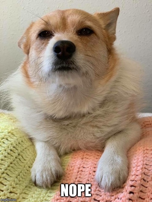 Corgi Nope | NOPE | image tagged in corgi | made w/ Imgflip meme maker