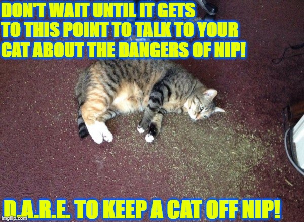 DON'T WAIT UNTIL IT GETS TO THIS POINT TO TALK TO YOUR CAT ABOUT THE DANGERS OF NIP! D.A.R.E. TO KEEP A CAT OFF NIP! | image tagged in dare | made w/ Imgflip meme maker