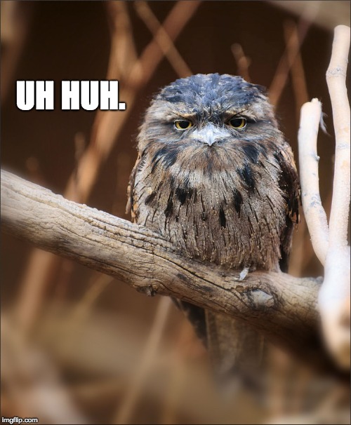 No, totally. Yeah.  | UH HUH. | image tagged in unimpressed owl | made w/ Imgflip meme maker