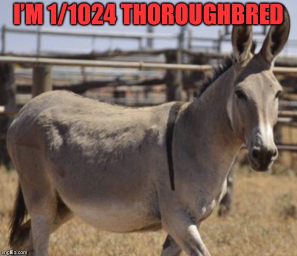 1/1024 Angus | I’M 1/1024 THOROUGHBRED | image tagged in 1/1024 angus | made w/ Imgflip meme maker