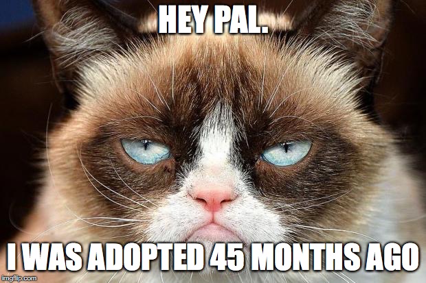 Grumpy Cat Not Amused Meme | HEY PAL. I WAS ADOPTED 45 MONTHS AGO | image tagged in memes,grumpy cat not amused,grumpy cat | made w/ Imgflip meme maker