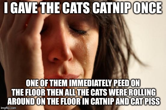 First World Problems Meme | I GAVE THE CATS CATNIP ONCE ONE OF THEM IMMEDIATELY PEED ON THE FLOOR THEN ALL THE CATS WERE ROLLING AROUND ON THE FLOOR IN CATNIP AND CAT P | image tagged in memes,first world problems | made w/ Imgflip meme maker