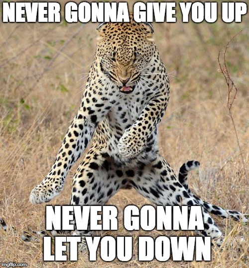 Leopard Dancing | NEVER GONNA GIVE YOU UP; NEVER GONNA LET YOU DOWN | image tagged in leopard dancing | made w/ Imgflip meme maker
