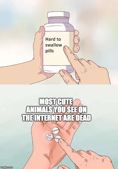Hard To Swallow Pills Meme | MOST CUTE ANIMALS YOU SEE ON THE INTERNET ARE DEAD | image tagged in memes,hard to swallow pills | made w/ Imgflip meme maker