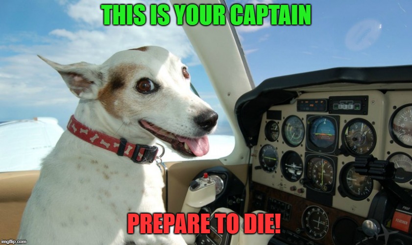 no thumbs | THIS IS YOUR CAPTAIN; PREPARE TO DIE! | image tagged in dog,piolet | made w/ Imgflip meme maker