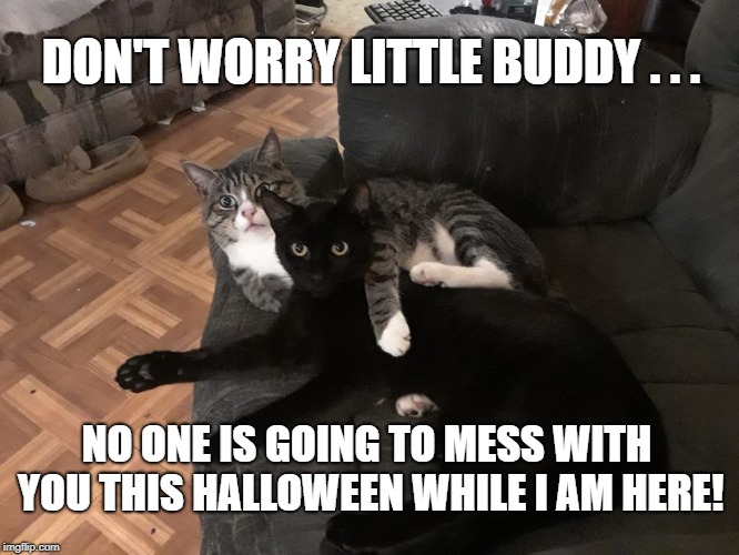 Happy Halloween from Harry and Snape | DON'T WORRY LITTLE BUDDY . . . NO ONE IS GOING TO MESS WITH YOU THIS HALLOWEEN WHILE I AM HERE! | image tagged in halloween,animals,cats,meme | made w/ Imgflip meme maker