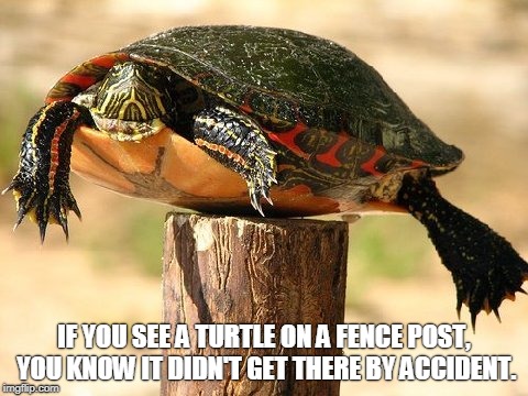 Turtle on Fencepost | IF YOU SEE A TURTLE ON A FENCE POST, YOU KNOW IT DIDN'T GET THERE BY ACCIDENT. | image tagged in responsibility | made w/ Imgflip meme maker