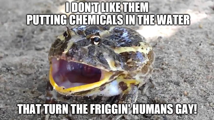 I DON'T LIKE THEM PUTTING CHEMICALS IN THE WATER; THAT TURN THE FRIGGIN' HUMANS GAY! | image tagged in frogs,alex jones | made w/ Imgflip meme maker