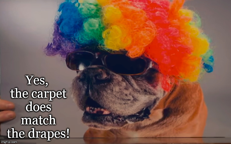 Rainbow Dog | Yes, the carpet does match the drapes! | image tagged in corden | made w/ Imgflip meme maker