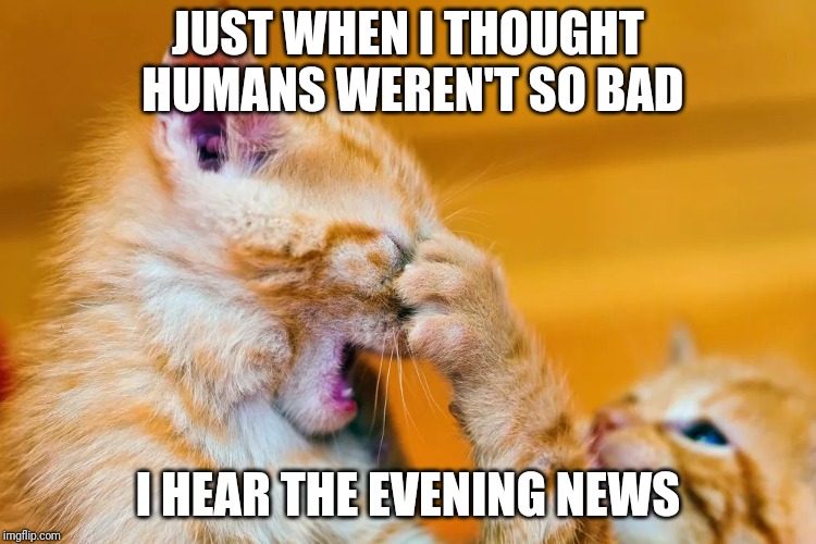Feline Facepawm | JUST WHEN I THOUGHT HUMANS WEREN'T SO BAD; I HEAR THE EVENING NEWS | image tagged in cat can't bear it | made w/ Imgflip meme maker