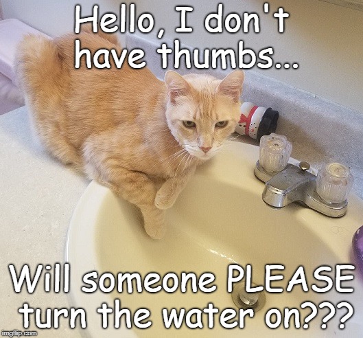 Cat Dilemma... | Hello, I don't have thumbs... Will someone PLEASE turn the water on??? | image tagged in no thumbs,cat,water,please | made w/ Imgflip meme maker