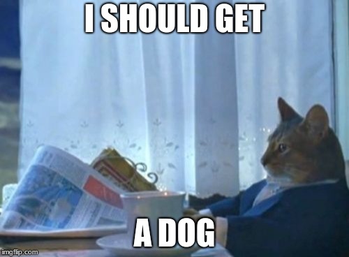I Should Buy A Boat Cat Meme | I SHOULD GET; A DOG | image tagged in memes,i should buy a boat cat | made w/ Imgflip meme maker