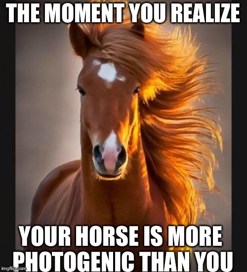 Horse | THE MOMENT YOU REALIZE; YOUR HORSE IS MORE PHOTOGENIC THAN YOU | image tagged in horse | made w/ Imgflip meme maker