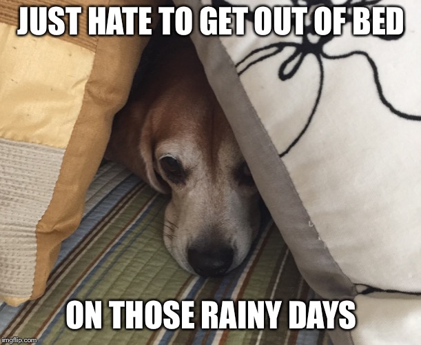 Rainy Day Beagle | JUST HATE TO GET OUT OF BED; ON THOSE RAINY DAYS | image tagged in funny dogs | made w/ Imgflip meme maker