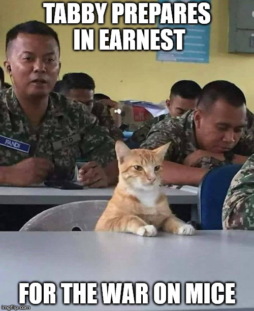 Happy Caturday |  TABBY PREPARES IN EARNEST; FOR THE WAR ON MICE | image tagged in military training,cat,preparedness | made w/ Imgflip meme maker