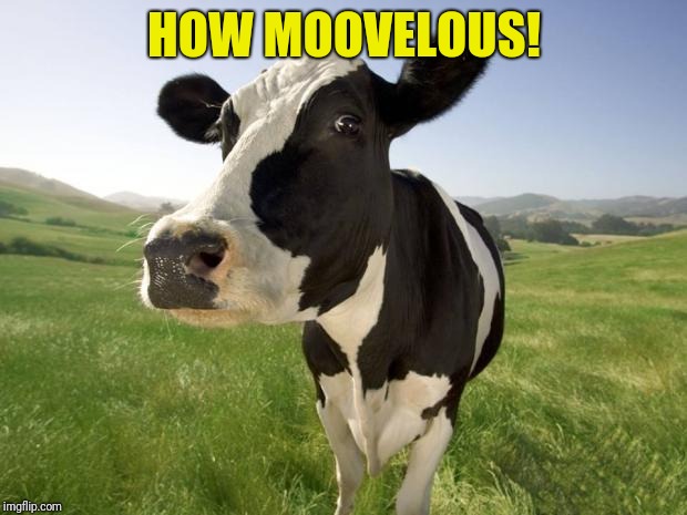 cow | HOW MOOVELOUS! | image tagged in cow | made w/ Imgflip meme maker