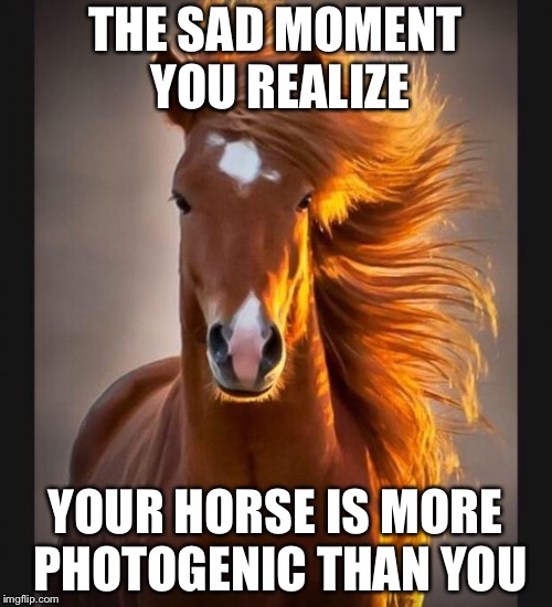 Horse | THE SAD MOMENT YOU REALIZE; YOUR HORSE IS MORE PHOTOGENIC THAN YOU | image tagged in horse | made w/ Imgflip meme maker