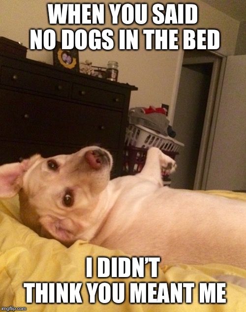 Who Me? | WHEN YOU SAID NO DOGS IN THE BED; I DIDN’T THINK YOU MEANT ME | image tagged in doge | made w/ Imgflip meme maker